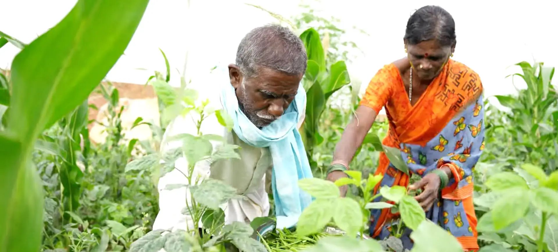 Elderly man and woman in traditional Indian clothing tending to leafy green vegetables in garden