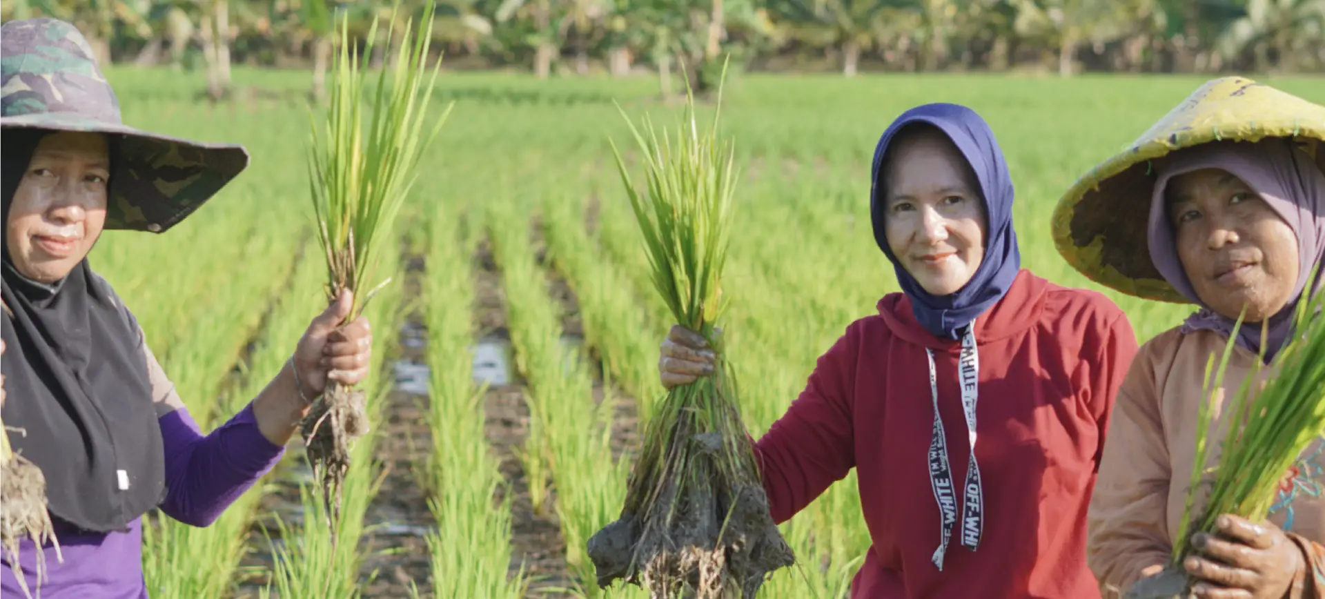 Three women farmers in hats and headscarf holding rice seedlings in green paddy field